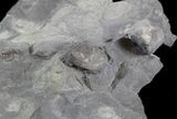 Bargain, Wide Enrolled Ptyocephalus Trilobite - Utah #432-1